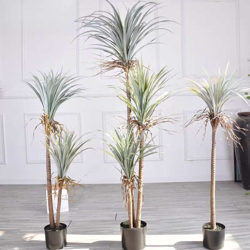Dracaena Marginata - Jarra de sangre de dragón Yucca,