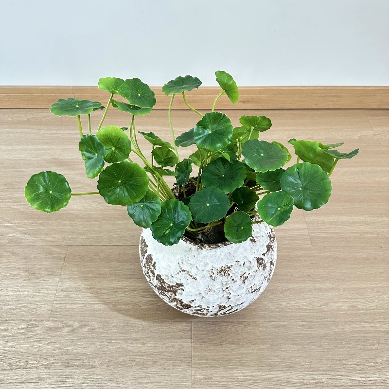 Pilea Peperomioides - 2 uds. de hojas artificiales de