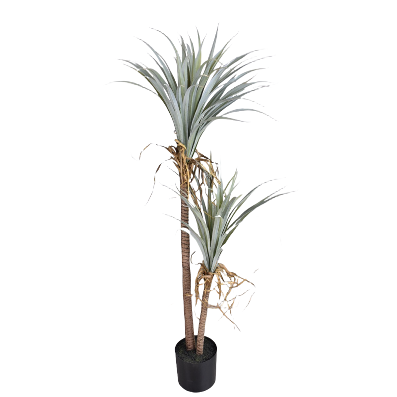 Jarra de sangre de dragón Yucc - Dracaena Marginata reseña y precio