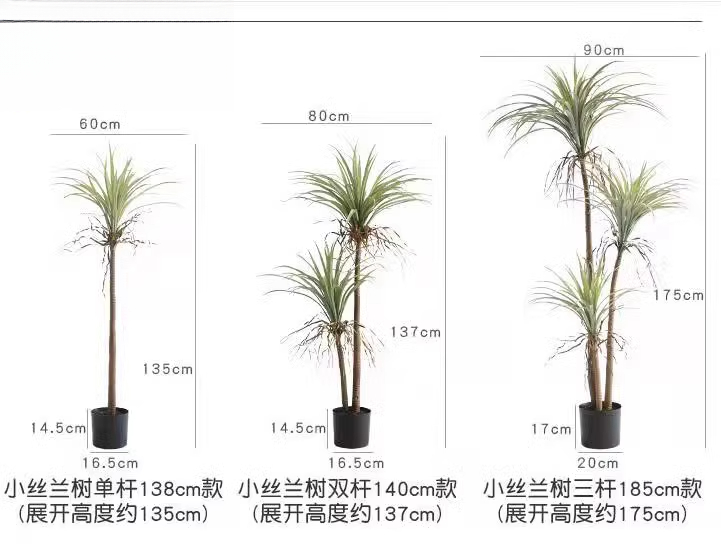 Jarra de sangre de dragón Yucc - Dracaena Marginata reseña y precio