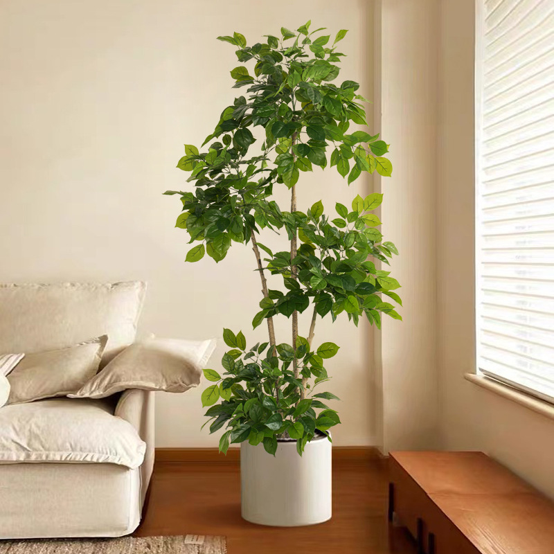Plantas falsas grandes de 2-78 - Dracaena Marginata reseña y precio
