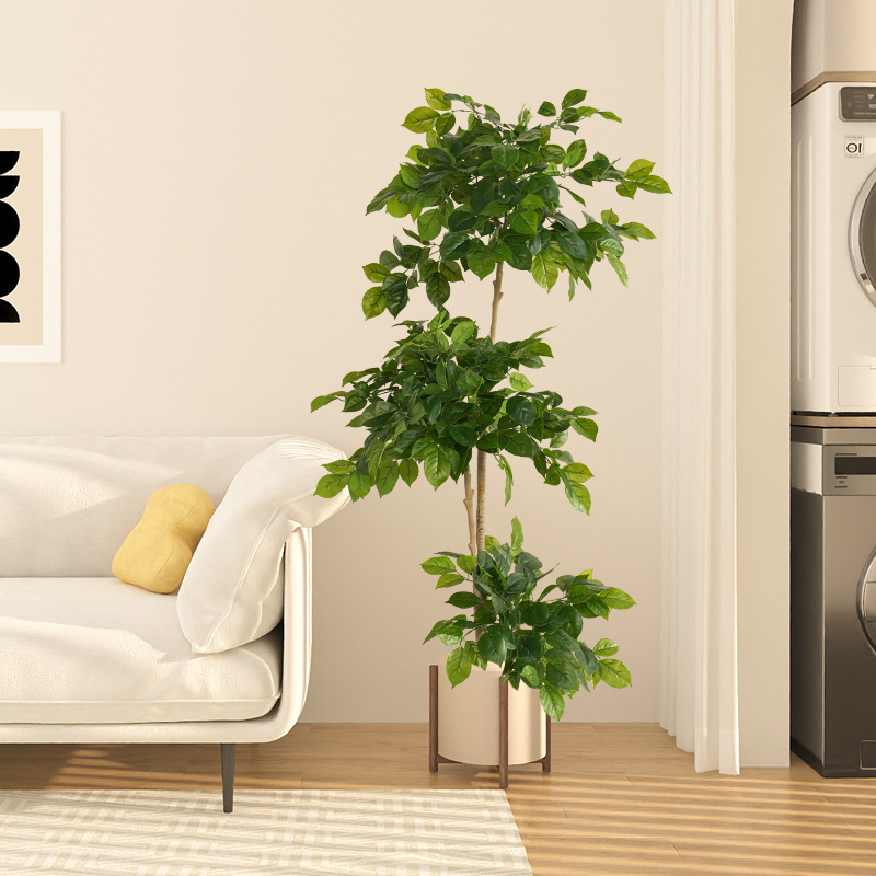 Plantas falsas grandes de 2-78 - Dracaena Marginata reseña y precio