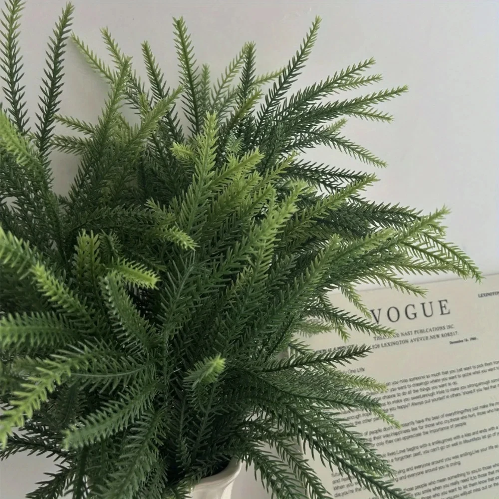Ramas de Norfolk de Navidad, t - Dracaena Marginata reseña y precio