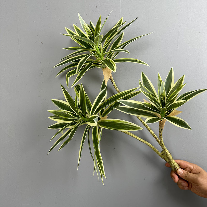 Plantas verdes simuladas, 3 ca - Dracaena Marginata reseña y precio