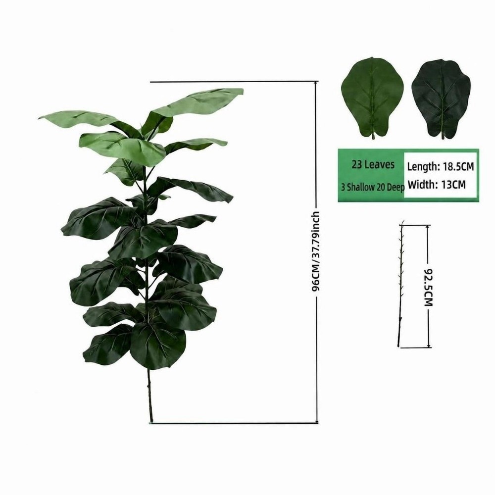9/15/23 Hojas de Ficus Lyrata  - Ficus Lyrata Tree reseña y precio