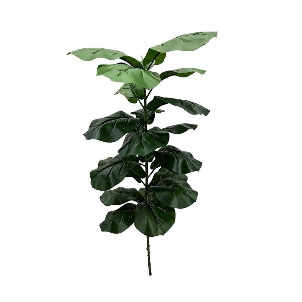 9/15/23 Hojas de Ficus Lyrata  - Ficus Lyrata Tree reseña y precio