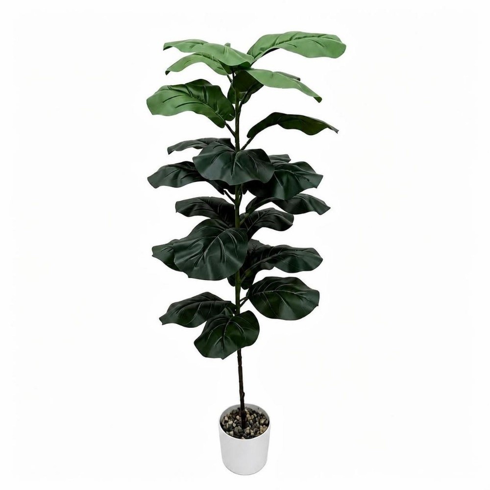9/15/23 Hojas de Ficus Lyrata  - Ficus Lyrata Tree reseña y precio